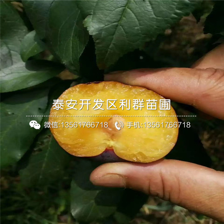 山東美國恐龍蛋李樹苗、山東美國恐龍蛋李樹苗新品種