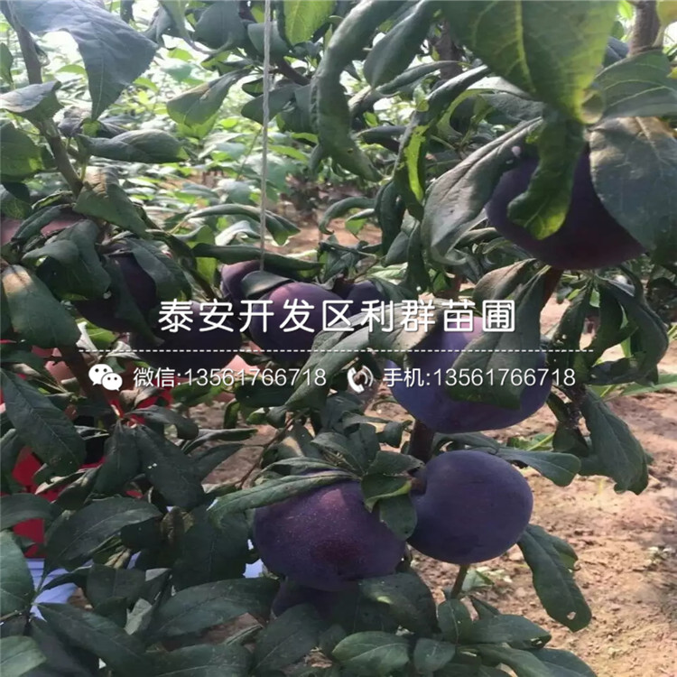 黃金李子樹苗價(jià)格、黃金李子樹苗價(jià)格及基地