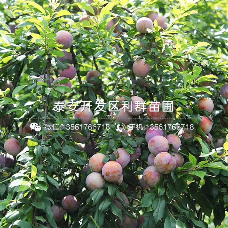 國(guó)峰7號(hào)李子苗基地、國(guó)峰7號(hào)李子苗價(jià)格及報(bào)價(jià)