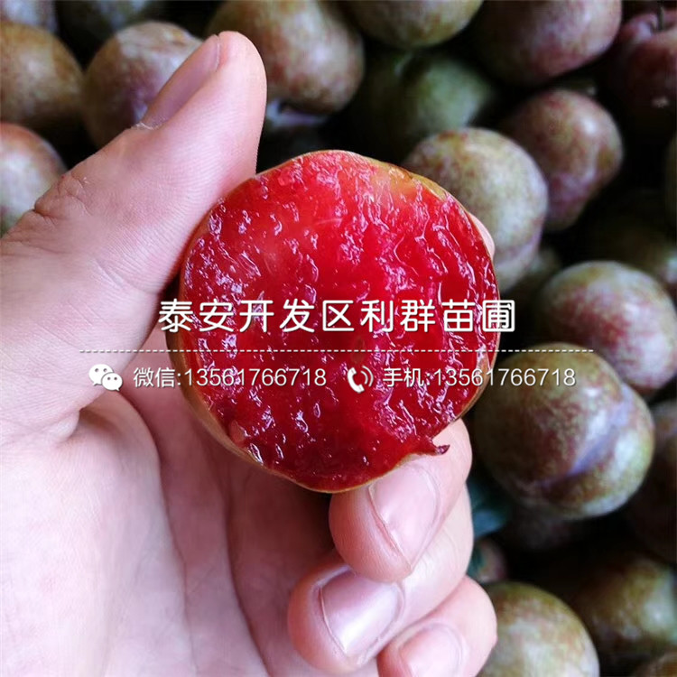 國(guó)峰7號(hào)李子苗基地、國(guó)峰7號(hào)李子苗價(jià)格及報(bào)價(jià)