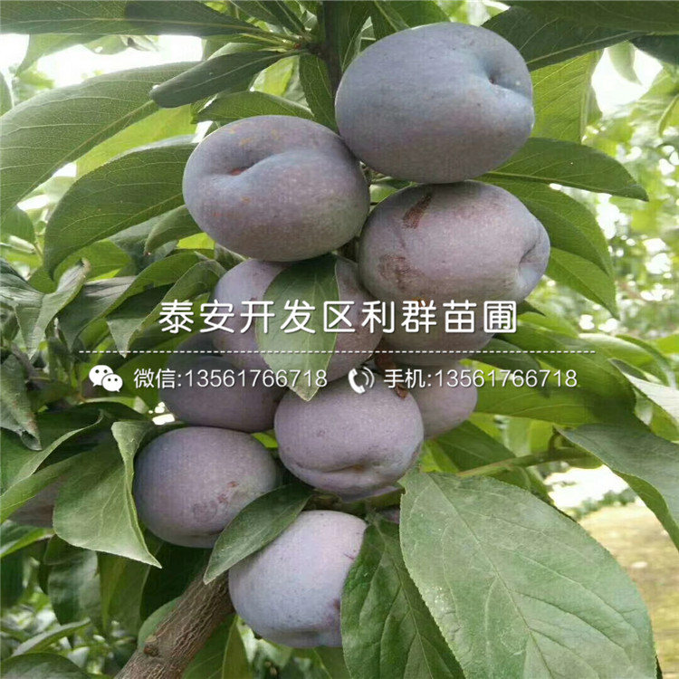 冰脆李苗價(jià)格、冰脆李苗基地