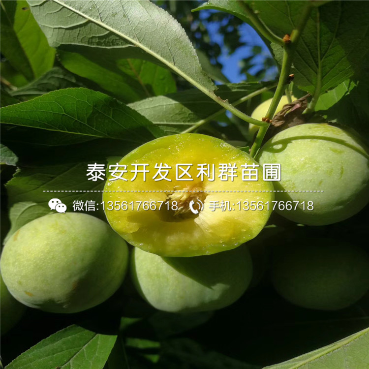 國(guó)峰十七號(hào)李子樹(shù)苗報(bào)價(jià)、國(guó)峰十七號(hào)李子樹(shù)苗價(jià)格及報(bào)價(jià)