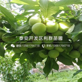 國(guó)峰十七號(hào)李子樹(shù)苗報(bào)價(jià)、國(guó)峰十七號(hào)李子樹(shù)苗價(jià)格及報(bào)價(jià)