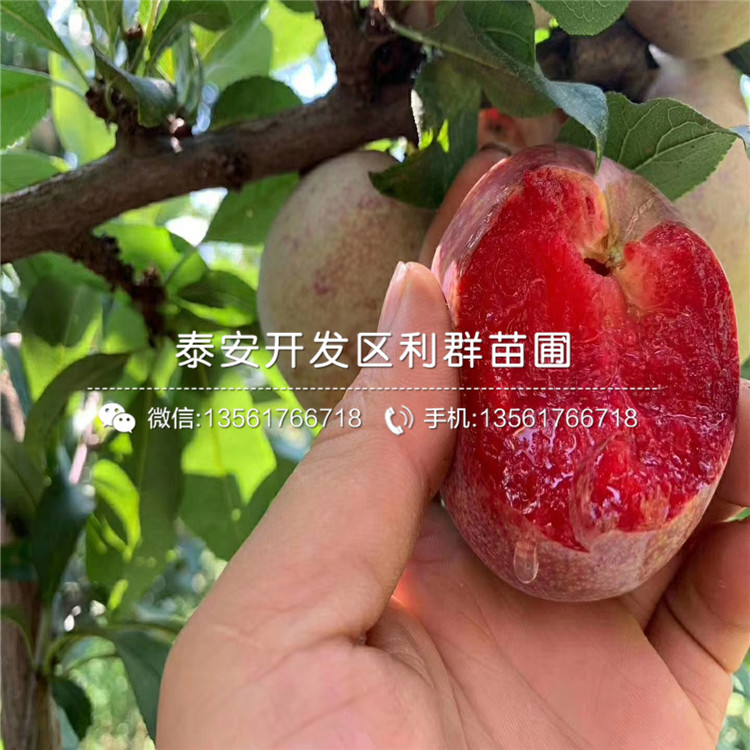 美國(guó)恐龍蛋李樹苗基地