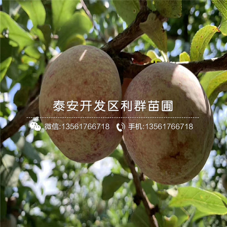 冰脆李苗價(jià)格、冰脆李苗基地