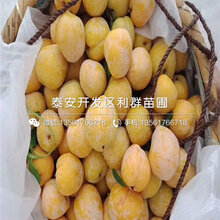 斯坦雷李子树苗报价、斯坦雷李子树苗价格及报价图片