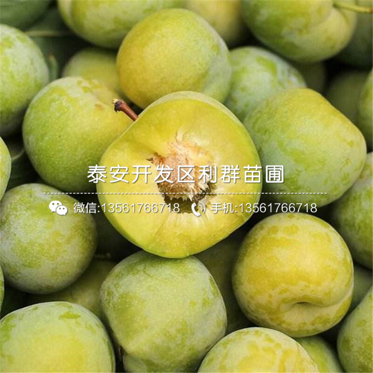 國(guó)峰十七號(hào)李子樹(shù)苗報(bào)價(jià)、國(guó)峰十七號(hào)李子樹(shù)苗價(jià)格及報(bào)價(jià)