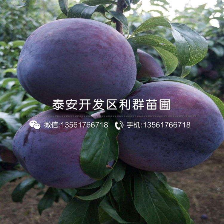黑布林李子苗、黑布林李子苗基地