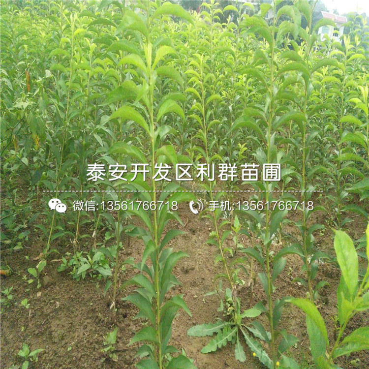 國峰七號(hào)李子樹苗品種介紹、2020年國峰七號(hào)李子樹苗價(jià)格