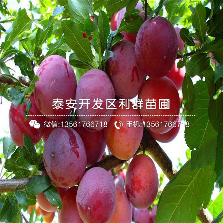 出售恐龍蛋李子樹苗、出售恐龍蛋李子樹苗價格