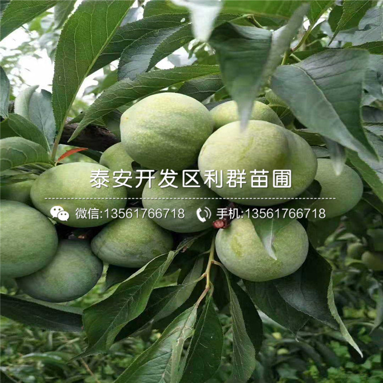 出售女神李子苗、女神李子苗價格及報價