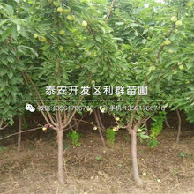 脆红李树苗价格及基地图片