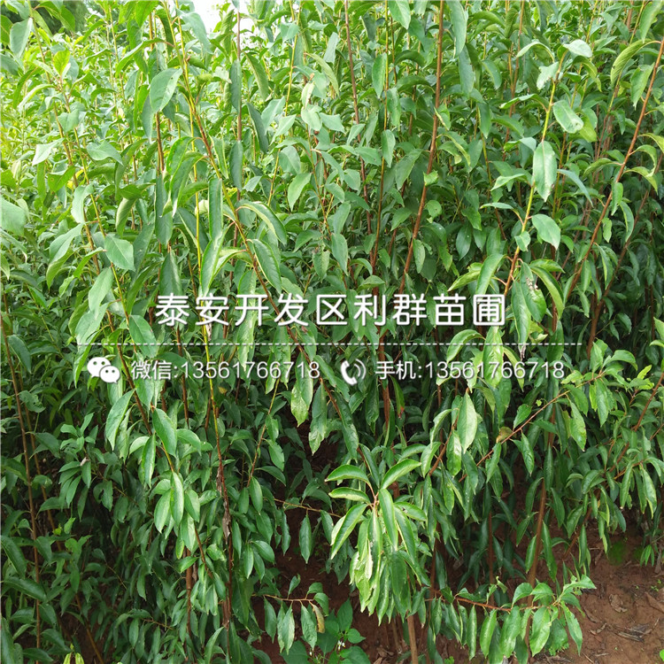 三華李子苗價(jià)格、三華李子苗價(jià)格及基地
