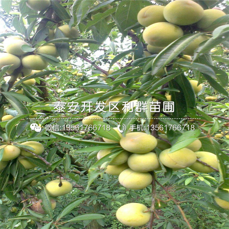 脆紅李樹苗、脆紅李樹苗價格