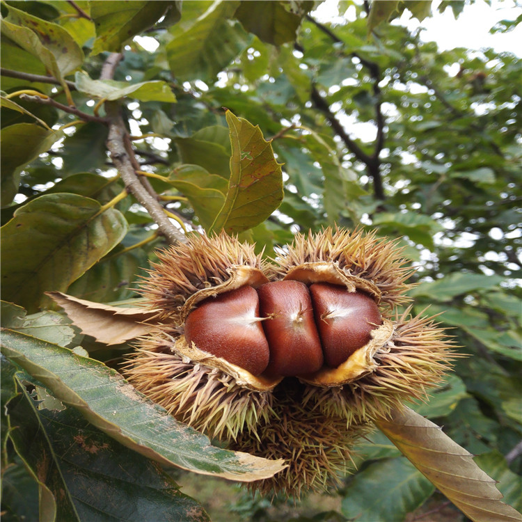 批發(fā)實生板栗樹苗、批發(fā)實生板栗樹苗價格及報價