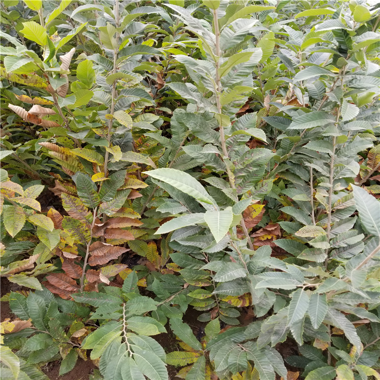 泰山紅光板栗苗出售、泰山紅光板栗苗價格及基地