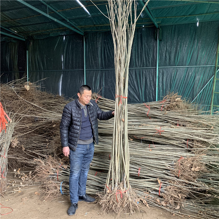 出售尖頂油板栗樹苗、出售尖頂油板栗樹苗價格
