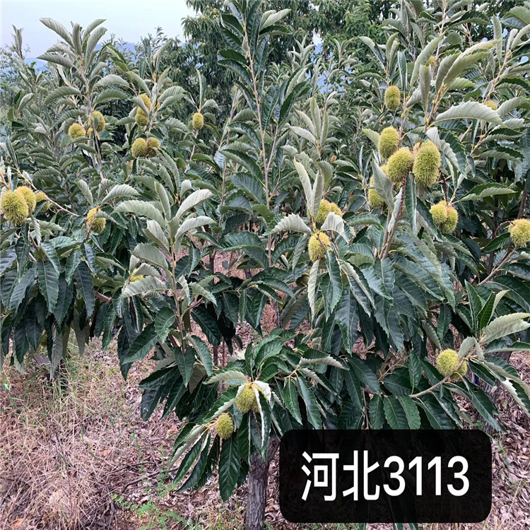 泰安板栗樹(shù)苗價(jià)位
