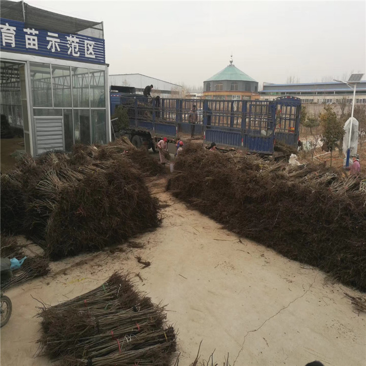 嫁接板栗樹苗、嫁接板栗樹苗批發(fā)價格