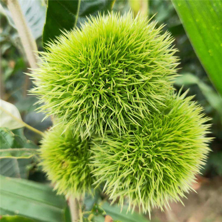 批發(fā)實生板栗樹苗、批發(fā)實生板栗樹苗價格及報價
