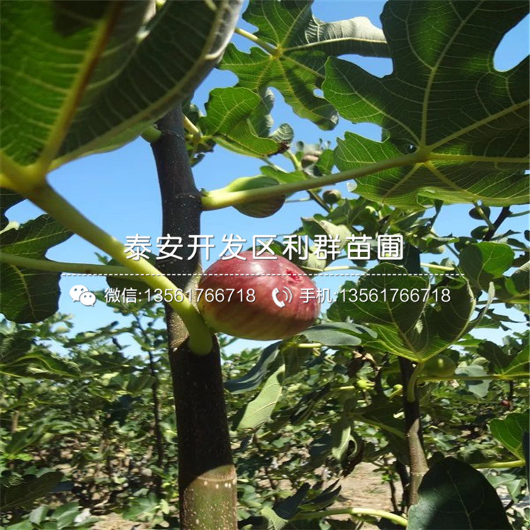 日紫无花果树苗、日紫无花果树苗报价及价格