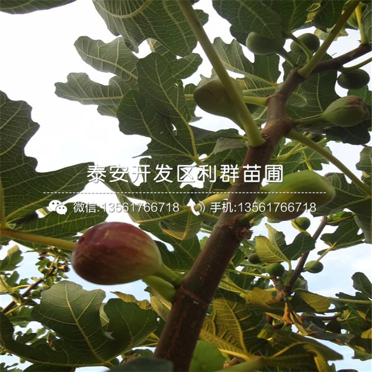 日紫无花果树苗、日紫无花果树苗报价及价格