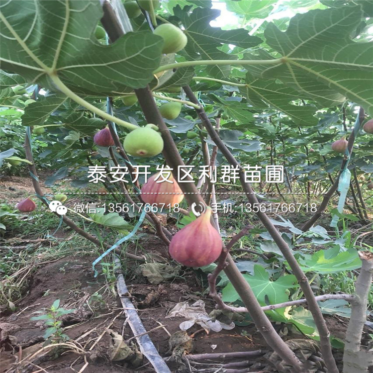 日紫無花果樹苗品種介紹、日紫無花果樹苗價格及報價