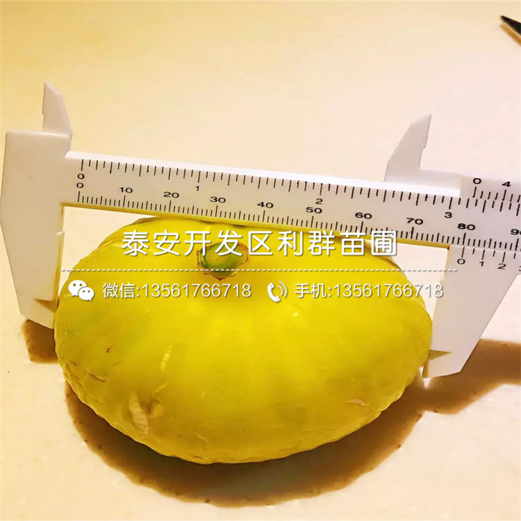 日紫無花果樹苗品種介紹、日紫無花果樹苗價格及報價