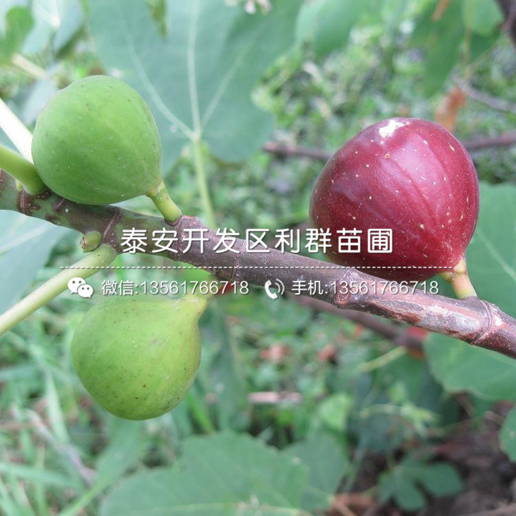 日紫無花果樹苗品種介紹、日紫無花果樹苗價格及報價