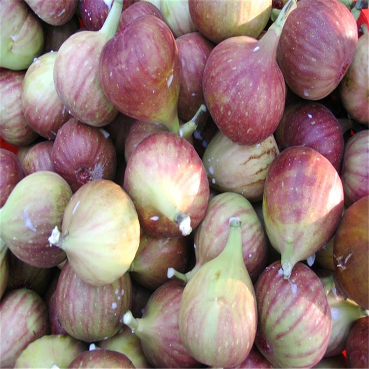 豐產(chǎn)黃無(wú)花果樹(shù)苗品種介紹、豐產(chǎn)黃無(wú)花果樹(shù)苗價(jià)格及報(bào)價(jià)