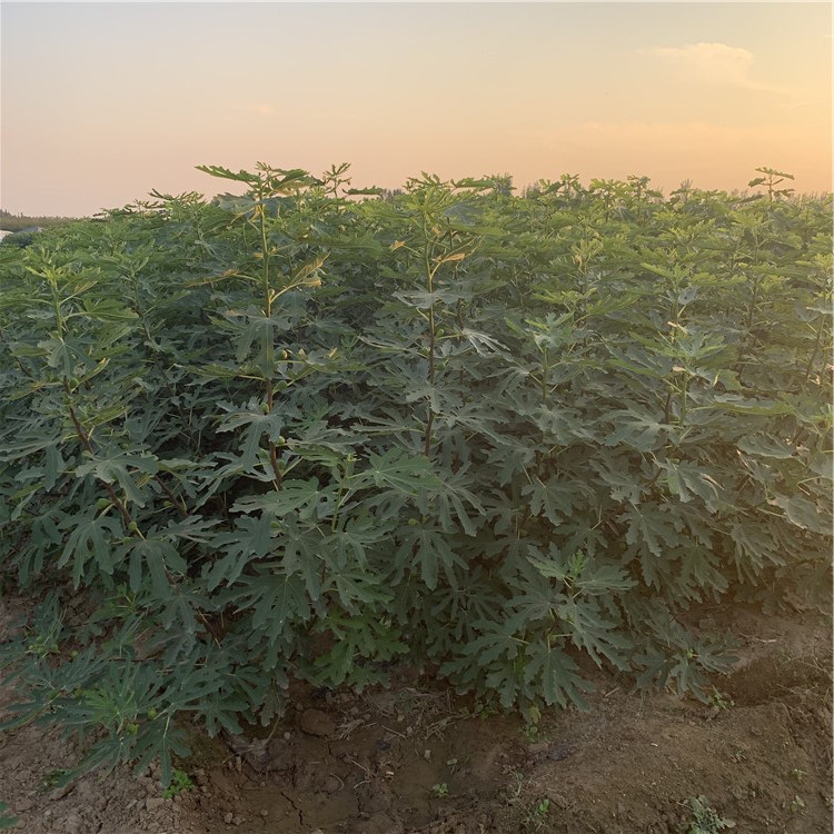沙漠王無花果樹苗價格、沙漠王無花果樹苗基地