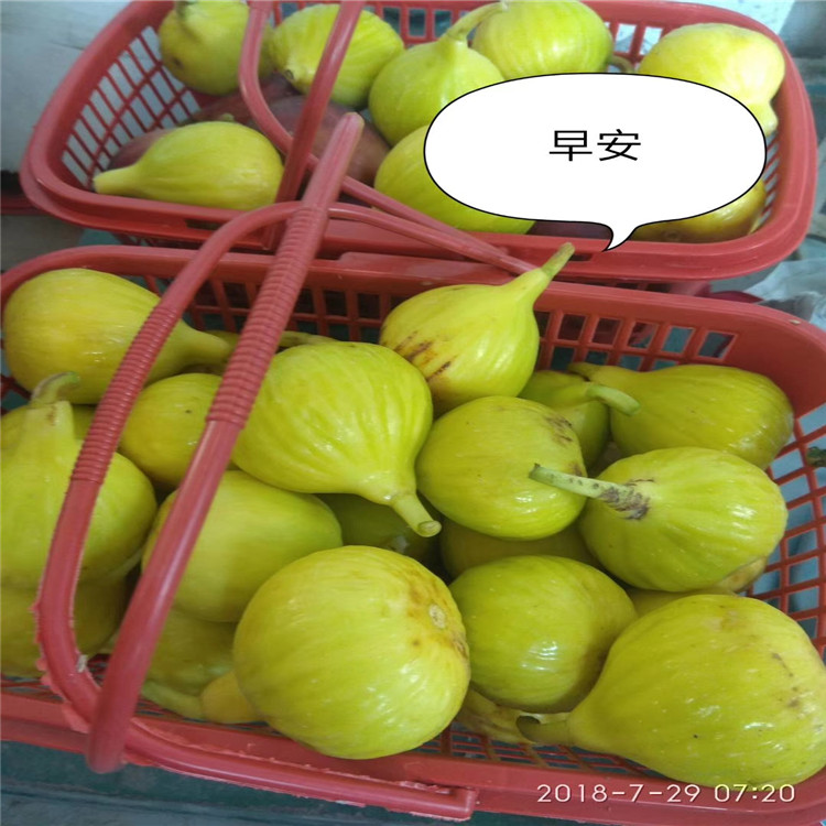 沙漠王無花果樹苗價格、沙漠王無花果樹苗基地