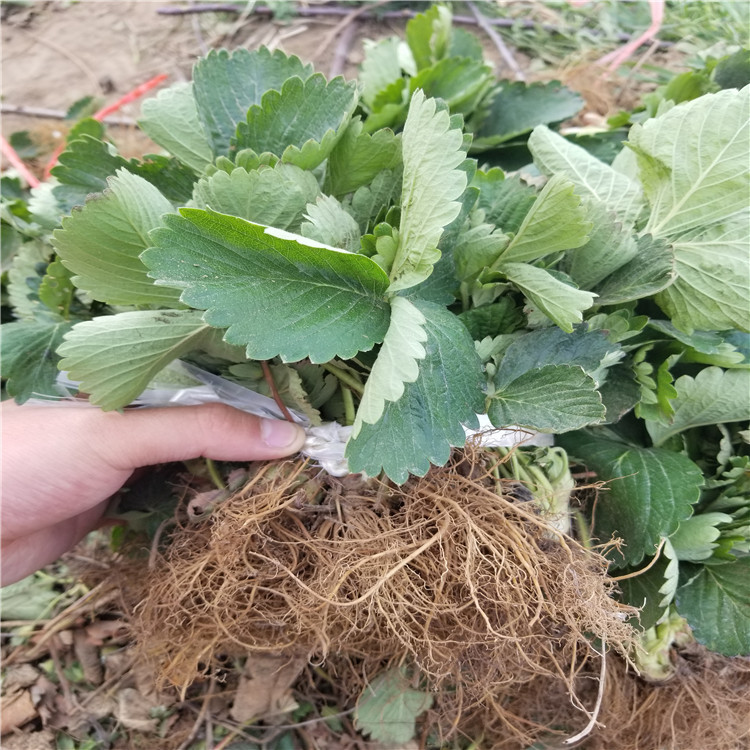 矮豐草莓苗品種介紹、矮豐草莓苗價(jià)格及基地