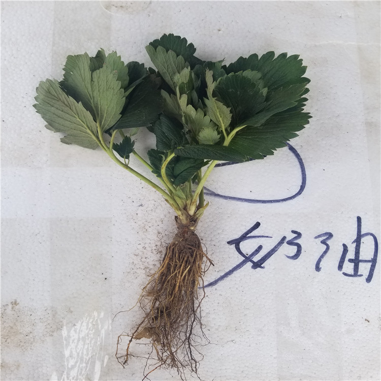 2020年牛奶草莓苗報(bào)價(jià)、2020年牛奶草莓苗價(jià)格