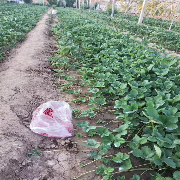 矮豐草莓苗品種介紹、矮豐草莓苗價(jià)格及基地