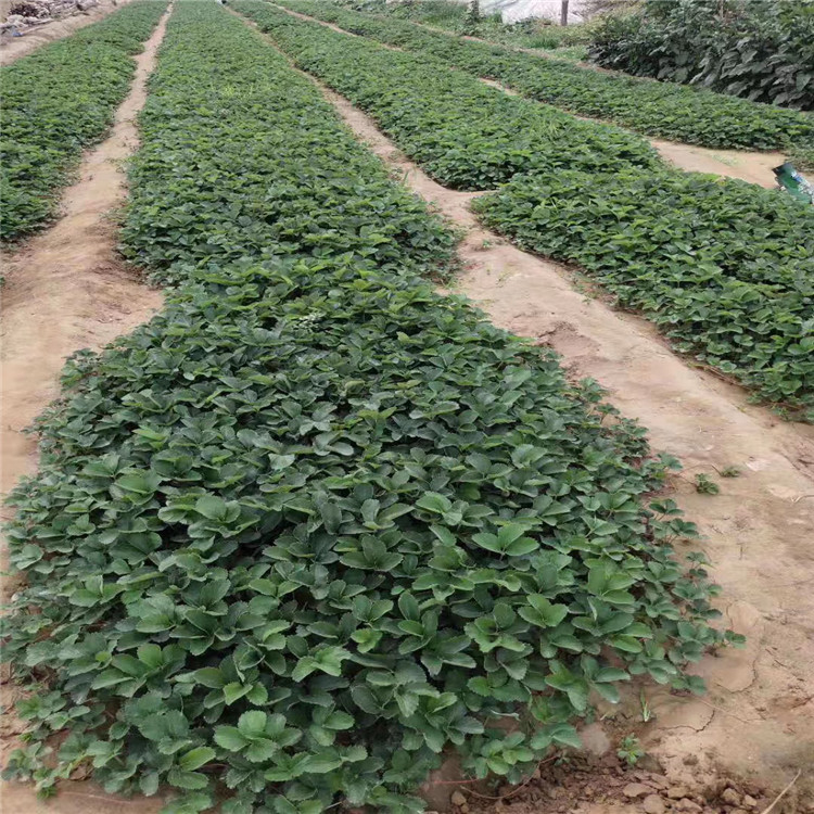 矮豐草莓苗品種介紹、矮豐草莓苗價(jià)格及基地