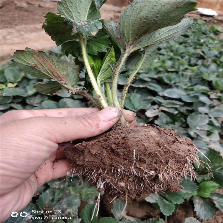 矮豐草莓苗品種介紹、矮豐草莓苗價(jià)格及基地