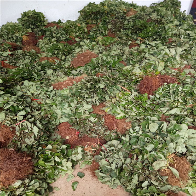 矮豐草莓苗品種介紹、矮豐草莓苗價(jià)格及基地