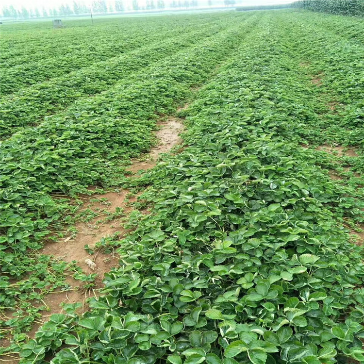 矮豐草莓苗品種介紹、矮豐草莓苗價(jià)格及基地