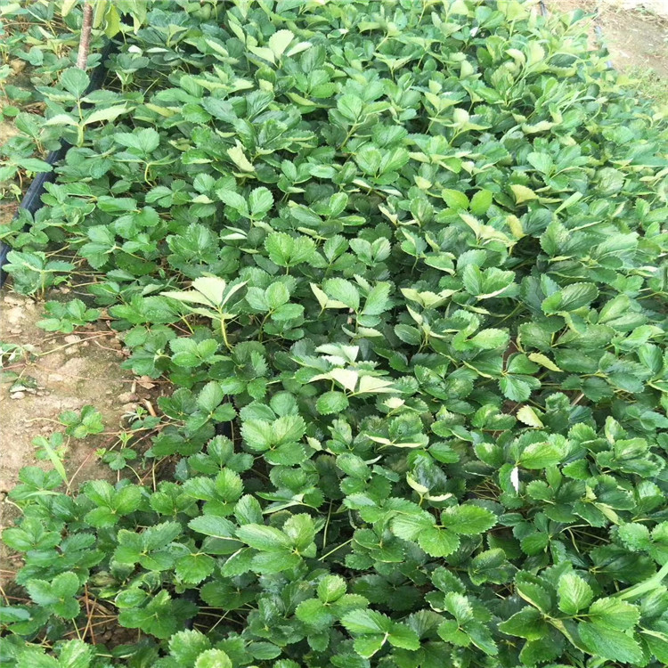 矮豐草莓苗品種介紹、矮豐草莓苗價(jià)格及基地
