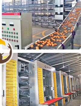 驻马店厂家自动化鸡蛋皮带输送设备智能化输送设备生产线报价