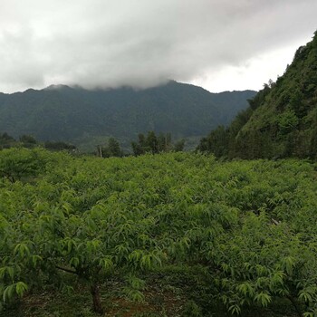 疏果后的炎陵黄桃基地