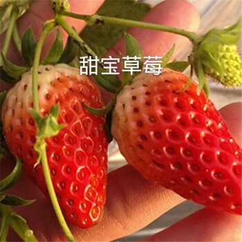 今年甜寶草莓苗種植時間，山東青島甜寶草莓苗