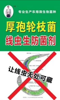 線蟲克星----厚孢輪枝菌