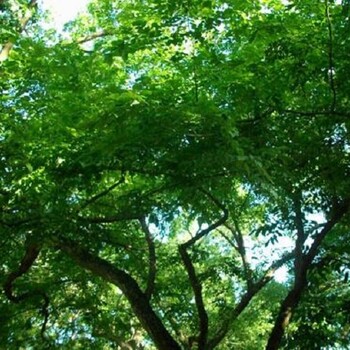 關于匯生林業(yè)投資紅木林業(yè)項目，你知道多少？