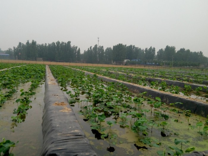 济源防水膜价格厂家供应