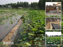 四川南充水池防渗膜生产厂家图片4