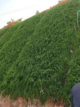 广东肇庆哪里有四季青草籽混合型草灌种子卖