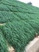 批发四川南充护坡草坪种子铁路边坡绿化专用草种