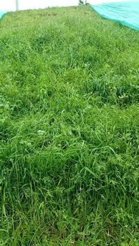 江蘇南京哪里有賣護(hù)坡高羊茅草種籽的店鋪
